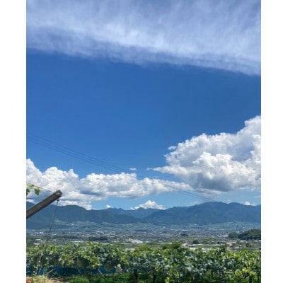 縲千匱騾∵怦蝗コ螳壼ョ壽悄萓ソ縲第流縺ョ蟾ィ蟲ー+繧キ繝」繧、繝ウ繝槭せ繧ォ繝繝2縲3謌ソ(邏1.5kg)蜈ィ2蝗槭宣埼∽ク榊庄蝨ー蝓滂シ夐屬蟲カ縲代4084812縲