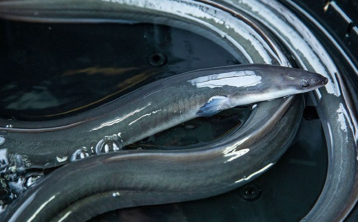 【訳あり】山梨県産富士山脈の地下水うなぎの蒲焼(3尾・約400g以上+100g肝焼きセット)【配送不可地域：離島】【1566346】