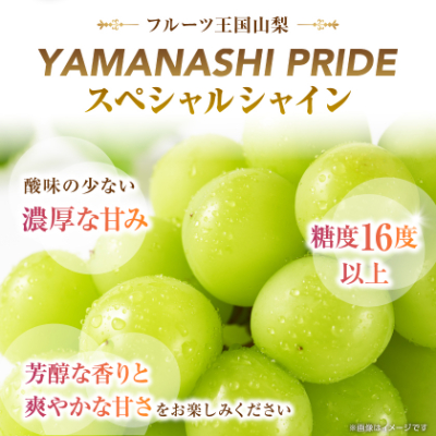 2026年度先行予約 フルーツ王国山梨産厳選 シャインマスカット 1房(約500-600g)【配送不可地域：離島】【1501766】