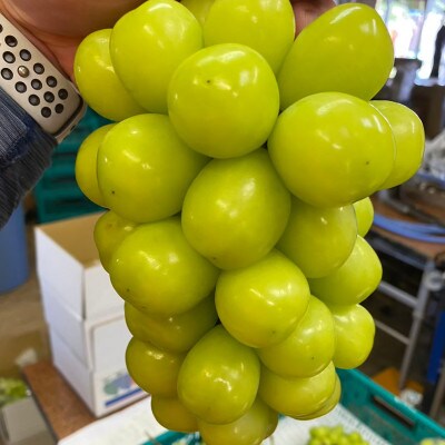 【本場の旬を堪能】本場山梨の甲州戦国シャインマスカットお試し2026年9月下旬より発送【配送不可地域：離島】【1497105】