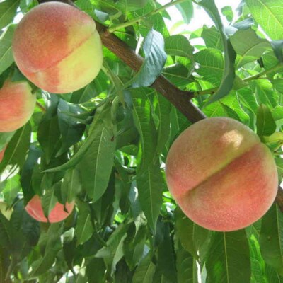 ã2026幎 å
è¡äºçŽã蟲家çŽé æ¡åç£å° å±±æ¢šã®æ¡ ç§å çŽ1.5kg ãµãããšçŽçšãé
éäžå¯å°åïŒé¢å³¶ã»æ²çžçãã1292060ã