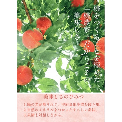 å
è¡åä»!ã2026幎7æçºééå§ããã蟲家ã€ãã·ã¿ãæ¡ã®ç£å°å±±æ¢šããçŽéã2kgããé
éäžå¯å°åïŒé¢å³¶ãã1707797ã