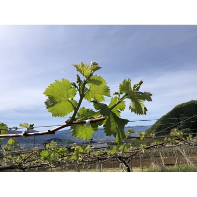 縲2026蟷エ蜈郁。悟女莉倥代d縺ソ縺、縺阪す繝」繧、繝ウ繝槭せ繧ォ繝繝 3kg(4縲7謌ソ)縲宣埼∽ク榊庄蝨ー蝓滂シ夐屬蟲カ縲代1689782縲