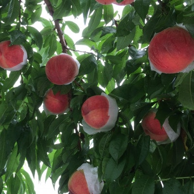 【気品ある隠れた名桃　幸茜】本場山梨の品種指定約2kg　8月中旬より順次発送【配送不可地域：離島・北海道・沖縄県・中国・四国・九州】【1704736】