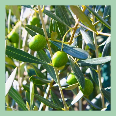 山梨 はぎふる　≪自社農園産≫手摘みオリーブオイル　1本【1486150】