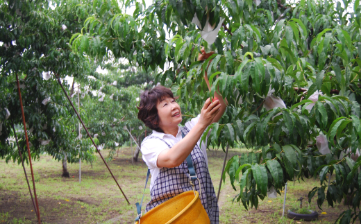 2026年先行　スイートネクタリン　約2kg(6〜12個)【配送不可地域：離島・北海道・沖縄県・中国・四国・九州】【1676551】