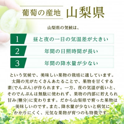 2026幎çºéãã·ã£ã€ã³ãã¹ã«ãã1æ¿(çŽ500g)ãé
éäžå¯å°åïŒé¢å³¶ã»æ²çžçãã1666979ã