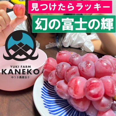 【本場山梨の希少品種】見つけたらラッキーなかなかお目にかかれないお試し富士の輝2026年9月中旬発送【配送不可地域：離島】【1495748】