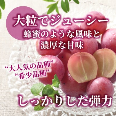【数量限定】希少品種!『クイーンニーナ 1房』ぶどうの赤い宝石。山梨県産の注目品種でおすすめ【配送不可地域：離島・沖縄県】【1041238】