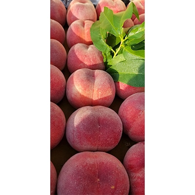 【2026発送予定】数量限定!【高級桃桐箱入り】5〜6玉入り　山梨市産地直送　約2kg箱【配送不可地域：離島】【1178164】