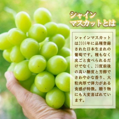 シャインマスカット1房(500g前後 ふるさと納税)【配送不可地域：離島・沖縄県】【1280518】
