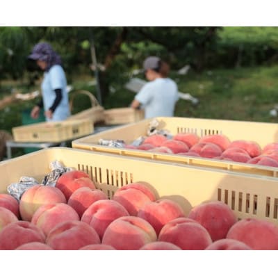 å
è¡åä»!ã2026幎7æçºééå§ãæ¡ã®ç£å°å±±æ¢šãããå±ããããŒãå°ç§ã€ãã·ã¿ã®æ¡ã1kgãé
éäžå¯å°åïŒé¢å³¶ãã1707808ã