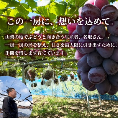 山梨市産 富士の輝き 大粒で高糖度の黒ぶどう 贈答用2房 化粧箱入り【配送不可地域：離島】【1724543】