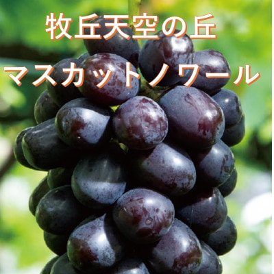 【2026年先行受付】10月上旬発送「牧丘天空の丘マスカットノワール」約1kg(2〜3房)【配送不可地域：離島】【1579814】