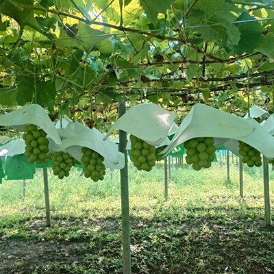 【2026年発送】シャインマスカット4〜8房(1箱2.8kg以上)【配送不可地域：離島】【1418659】