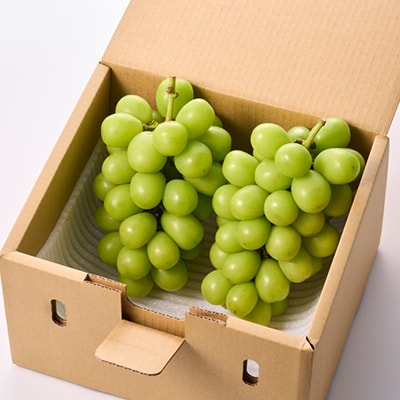 縲2026蟷エ逋コ騾√蜈郁。悟女莉倥代d縺ソ縺、縺阪す繝」繧、繝ウ繝槭せ繧ォ繝繝 1.2kg (2縲3謌ソ)縲宣埼∽ク榊庄蝨ー蝓滂シ夐屬蟲カ縲代1304362縲