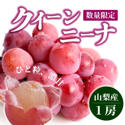 【数量限定】希少品種!『クイーンニーナ 1房』ぶどうの赤い宝石。山梨県産の注目品種でおすすめ【配送不可地域：離島・沖縄県】【1041238】