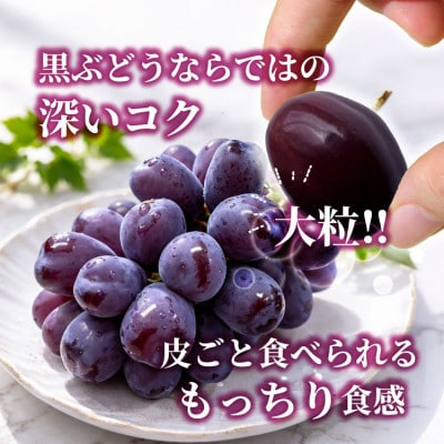 山梨市産 富士の輝き 大粒で高糖度の黒ぶどう 贈答用2房 化粧箱入り【配送不可地域：離島】【1724543】