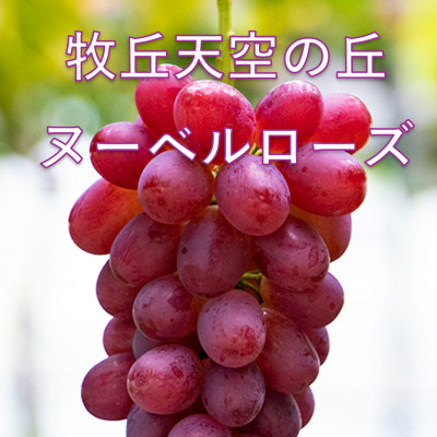 【2026年先行受付】2026年10月中旬発送「牧丘天空の丘ヌーベルローズ」 約1kg(2〜3房)【配送不可地域：離島・沖縄県】【1473359】