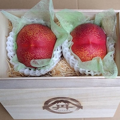 【大切な方に選ばれる贈り物】最高糖度25度比類なき絶対糖度シャトーネクタリン2026年7月中旬発送【配送不可地域：離島・北海道・沖縄県・中国・四国・九州】【1468766】