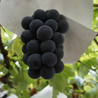 【2026年先行】数量限定ぶどう三色セット(クインニーナ、シャインマスカット、ピオーネ)2kg【配送不可地域：離島】【1670538】