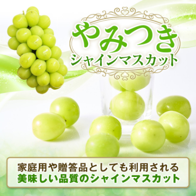 【2026年先行受付】やみつきシャインマスカット 500g以上(1房)【配送不可地域：離島】【1551175】