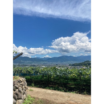 【2026年先行予約】ピオーネ2〜3房(約1.5kg)【配送不可地域：離島】【1555648】