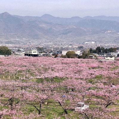 ãå¿ã°ããã®ã瀌åãã€ãã·ã¿ã®æ¡ããã¡Ã2æ¬ã»è¡èããã¡Ã1æ¬ãèš3æ¬å
¥(ãã飲æ/ã¶ã©ããžã¥ãŒã¹)ã1693267ã