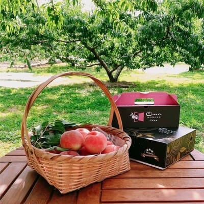 ã5幎é£ç¶TVåºæŒéæãä»ãæãç±èŠç·ã泚ããããæš¹äžå®çãã©ã³ãæ¡ã2026幎9æäžæ¬ããçºéãé
éäžå¯å°åïŒé¢å³¶ã»åæµ·éã»æ²çžçã»äžåœã»ååœã»ä¹å·ãã1704745ã