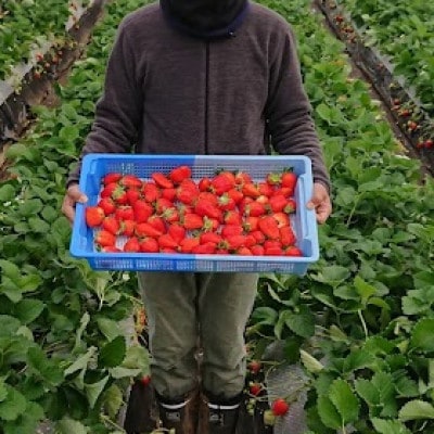 山梨県産坂の上のいちご280g×2【配送不可地域：離島】【1367897】