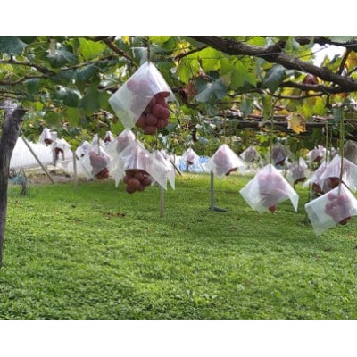 【2026年先行受付】「牧丘天空の丘ブランド　巨峰+クイーンニーナ」約1kg(2〜3房)【配送不可地域：離島】【1714391】