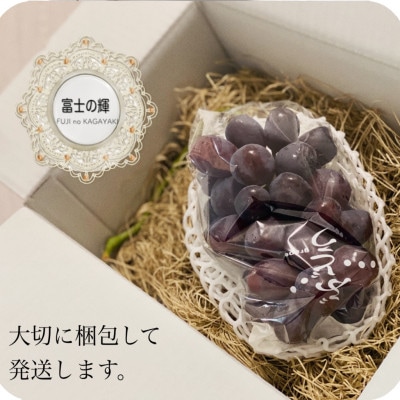 【2026年先行予約】富士の輝 計500g 1房 山梨県産【配送不可地域：離島】【1694815】