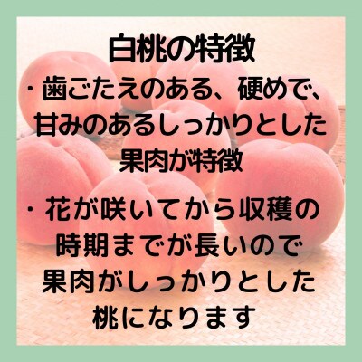 【2026年先行予約】山梨・萩原フルーツ農園の白桃　S (約1.3kg/3〜5個)【配送不可地域：離島】【1477609】