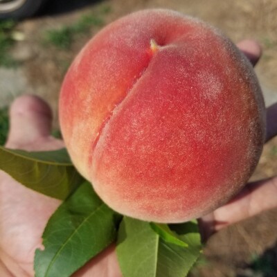 【2026年先行受付】農家直送の桃　2kg【配送不可地域：離島】【1316698】