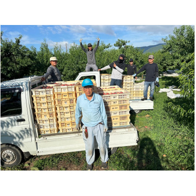 【2026年発送先行受付】厳選朝採り桃 山梨の笠井桃園の桃 約2kg【配送不可地域：離島】【1587429】