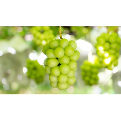 【2026年先行受付】農家直送のシャインマスカット2kg【配送不可地域：離島】【1339696】