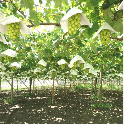 縲2026蟷エ 蜈郁。御コ育エ縲第悃謗。繧 繧キ繝」繧、繝ウ繝槭せ繧ォ繝繝 邏1.8kg(2縲5謌ソ蜈・繧) 縺オ繧九&縺ィ邏咲ィ弱宣埼∽ク榊庄蝨ー蝓滂シ夐屬蟲カ繝サ豐也ク逵後代1281141縲