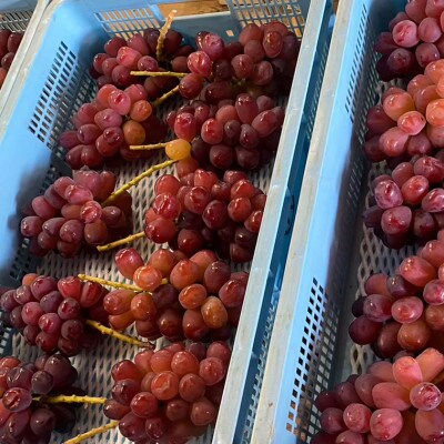 【本場山梨の希少品種】見つけたらラッキーなかなかお目にかかれない富士の輝約2kg9月中旬より発送【配送不可地域：離島】【1579833】