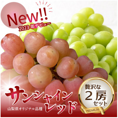 2026年発送【数量限定】希少な新品種サンシャインレッドと大人気シャインマスカットの贅沢2房セット【配送不可地域：離島・沖縄県】【1688207】