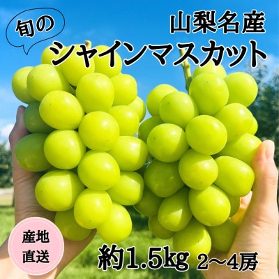◆2026年発送◆産地直送 山梨名産!旬のシャインマスカット 2〜4房(約1.5kg)【配送不可地域：離島】【1640710】