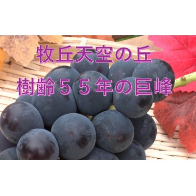 【2026年先行受付】2026年10月中旬発送「幻の牧丘天空の丘キング巨峰」 約1kg(2〜3房)【配送不可地域：離島・北海道・沖縄県・中国・四国・九州】【1473337】