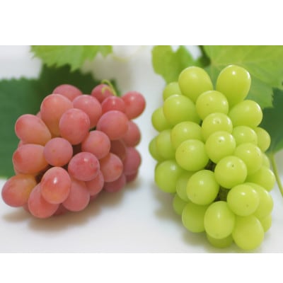 【2026年発送】サンシャインレッド&シャインマスカット 贅沢2色食べ比べ 計1kg 【農福連携】【配送不可地域：離島】【1690334】