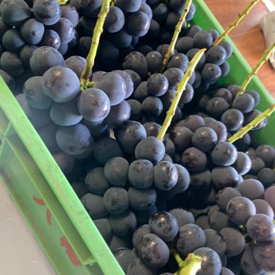 【2026年先行予約】ピオーネ2〜3房(約1.5kg)【配送不可地域：離島】【1555648】