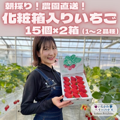 【2026年配送】朝採り!農園直送!化粧箱入りいちご15個入り×2箱(1〜2品種)【配送不可地域：離島・沖縄県】【1543972】