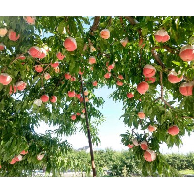 【瑞々しく滴る次世代を担う夢桃香】人気品種指定ギフト5年連続TV出演話題ブランド2026年7月上旬〜【配送不可地域：離島・北海道・沖縄県・中国・四国・九州】【1465408】