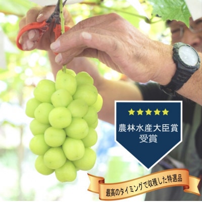 【2026年発送 先行受付】桐箱入り完熟極上シャインマスカット!お中元やギフトに【1房550g以上】【配送不可地域：離島】【1232602】