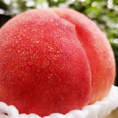 【2026発送予定】【訳あり品】ご家庭桃・朝もぎ産地直送・3kg以上【配送不可地域：離島】【1178167】