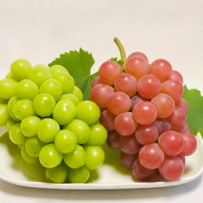 【2026年発送】シャインマスカット&サンシャインレッドにこにこ食べ比べセット計1kg【数量限定】【配送不可地域：離島】【1690563】