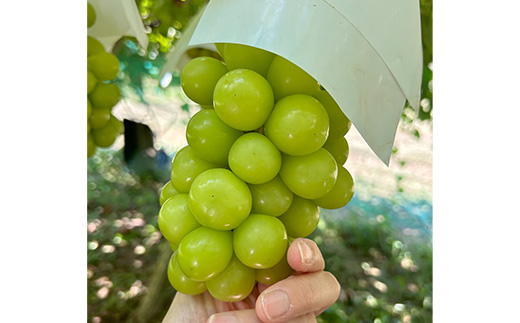 【2026年先行受付】大人気! シャインマスカット秀 3kg(4〜7房)【配送不可地域：離島】【1691662】