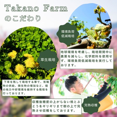 【2026年先行予約】【贈答用】シャインマスカット 約1kg 山梨県産 自社農園産直!完熟収穫!【配送不可地域：離島】【1580903】